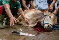 Penjelasan Fikih tentang Pisau Lepas Saat Penyembelihan Qurban ( Poto : ilustrasi chatGPT ).