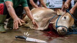 Penjelasan Fikih tentang Pisau Lepas Saat Penyembelihan Qurban ( Poto : ilustrasi chatGPT ).