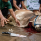 Penjelasan Fikih tentang Pisau Lepas Saat Penyembelihan Qurban ( Poto : ilustrasi chatGPT ).