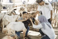 ilustrasi pasang suami isteri memilih kambing untuk qurban ( Poto : muidigital ).