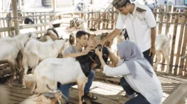 ilustrasi pasang suami isteri memilih kambing untuk qurban ( Poto : muidigital ).