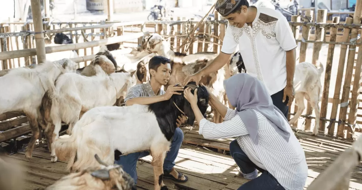ilustrasi pasang suami isteri memilih kambing untuk qurban ( Poto : muidigital ).