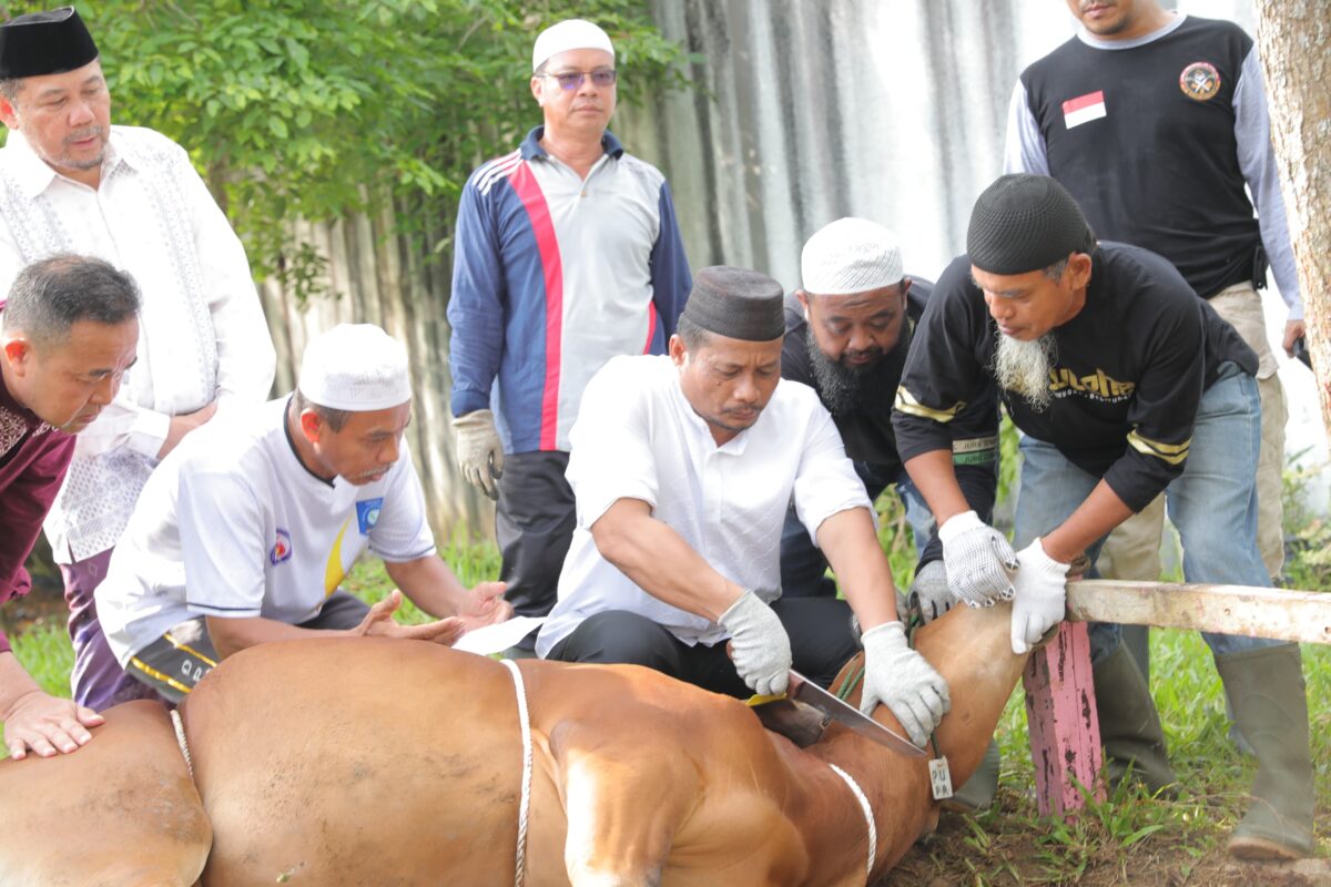 Hukum menyembelih hewan halal dalam Islam menjelaskan tata cara penyembelihan sesuai syariat, termasuk hukum memutus urat dan kepala hewan.( Poto : istimewa ).