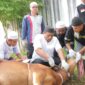 Hukum menyembelih hewan halal dalam Islam menjelaskan tata cara penyembelihan sesuai syariat, termasuk hukum memutus urat dan kepala hewan.( Poto : istimewa ).