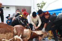 Panitia Kurban sedang melakukan penyembelihan hewan kurban milik Jokowi Dodo .( Poto : detikcom ).