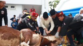 Panitia Kurban sedang melakukan penyembelihan hewan kurban milik Jokowi Dodo .( Poto : detikcom ).