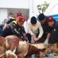 Panitia Kurban sedang melakukan penyembelihan hewan kurban milik Jokowi Dodo .( Poto : detikcom ).