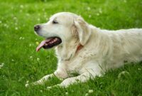 Lupa mensucikan na'jis anjing selama bertahun-tahun( poto : unicharm pet )