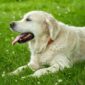 Lupa mensucikan na'jis anjing selama bertahun-tahun( poto : unicharm pet )
