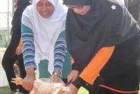 Ilustrasi pperempuan sedang menyembelih ayam.(poto: ist).