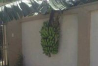 Ilustrasi buah menjalar ke lahan tetangga.(poto: ist.).