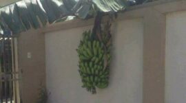 Ilustrasi buah menjalar ke lahan tetangga.(poto: ist.).