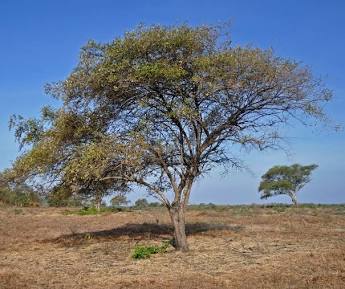 Pohon bidara.(poto: wikipedia).